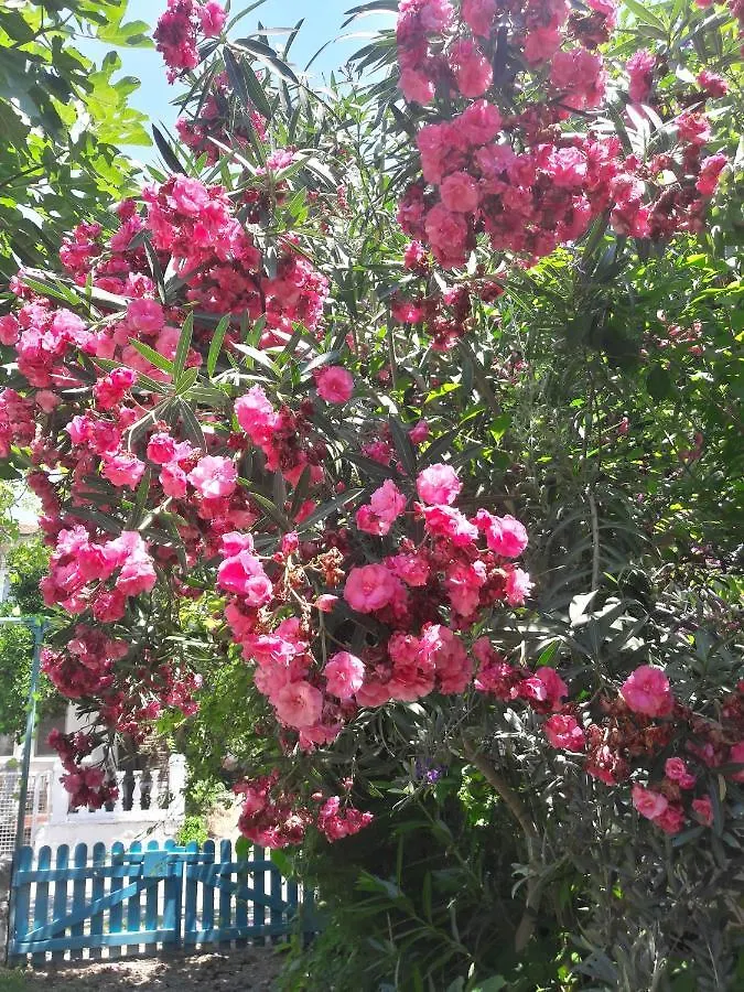 Zakkum Pansiyon Dalyan